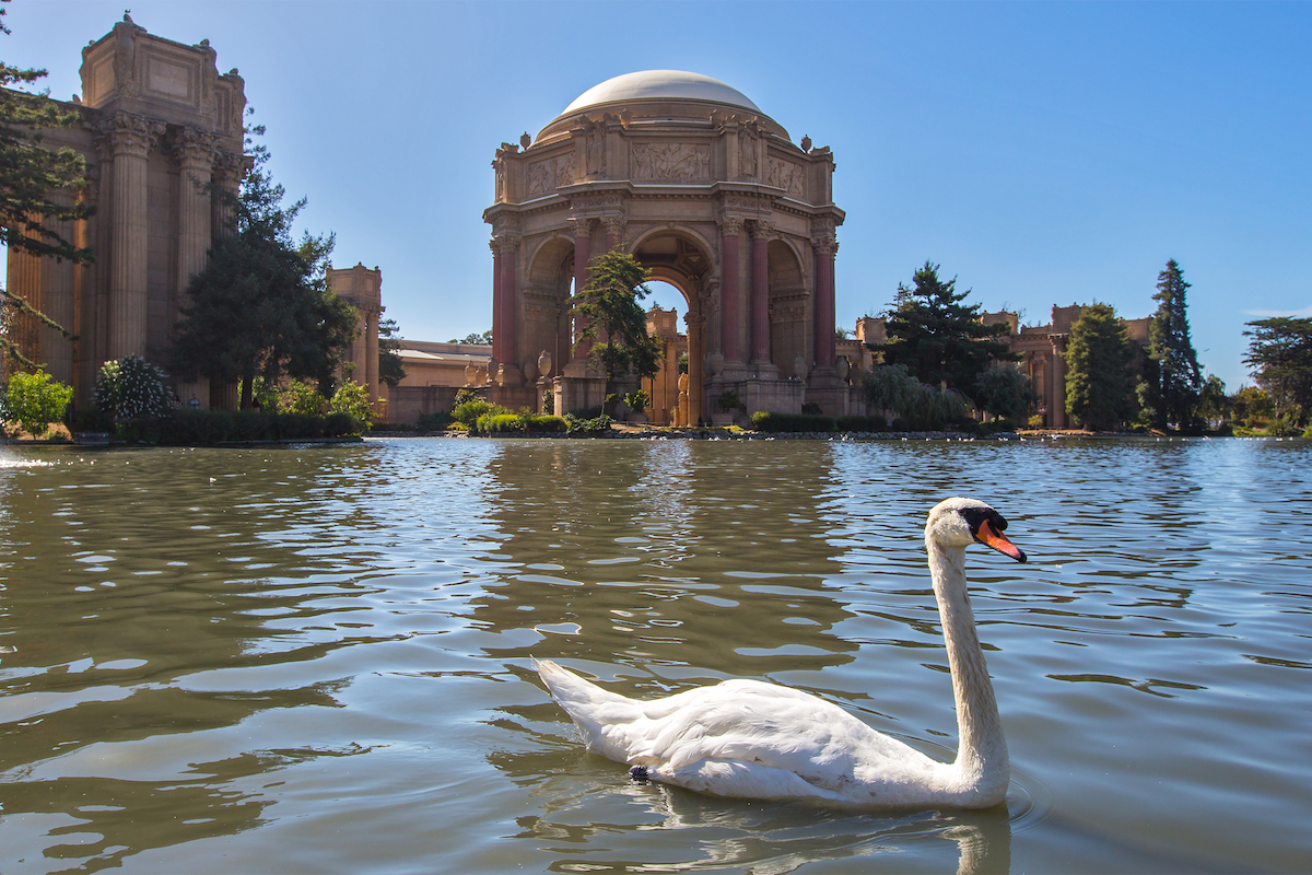 White Swan at Palace of Fine Arts